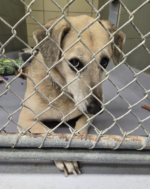 Heartbroken 13 year old dog surrendered to Tampa shelter just days after her owner died