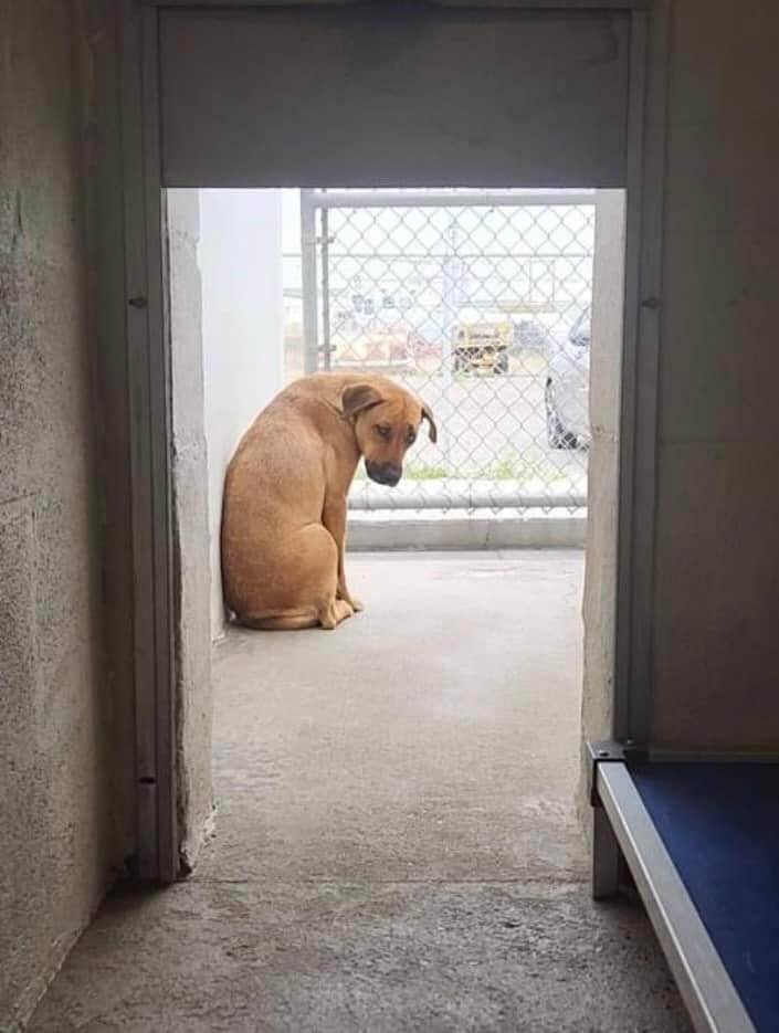 A room with a view for shelter dog’s last day