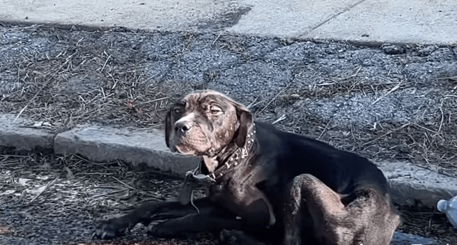 Abandoned dog found lying against curb in dirty water had ‘given up’ until his angel arrived