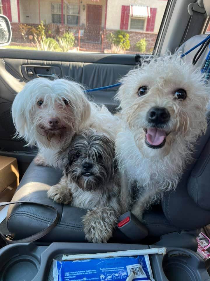 Rescuer heard desperate dogs crying in a box dumped in alley