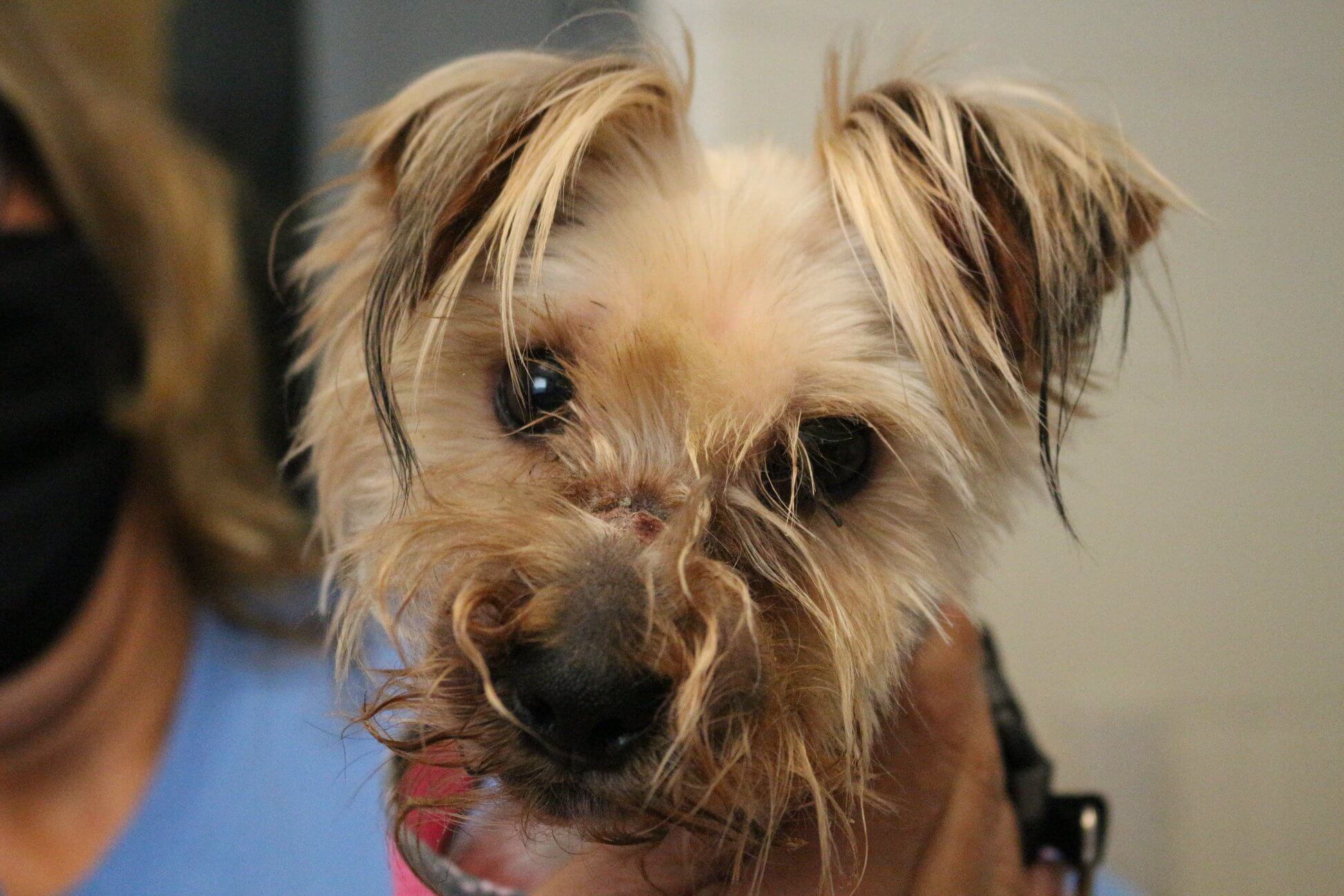 Kind stranger rescued poor dog with deeply embedded wire locking his mouth shut