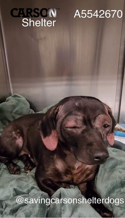 Heartbreaking: Young dachshund suffering from untreated skin condition at shelter in need of rescue