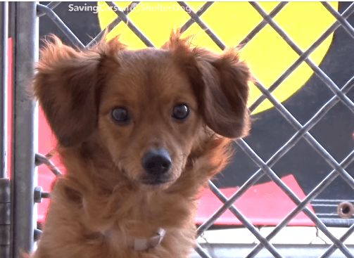 Dachshund puppy shakes in fear at California shelter