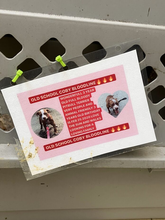 Once loved dog abandoned in crate outside SPCA with heartbreaking note ‘looking for loving family’