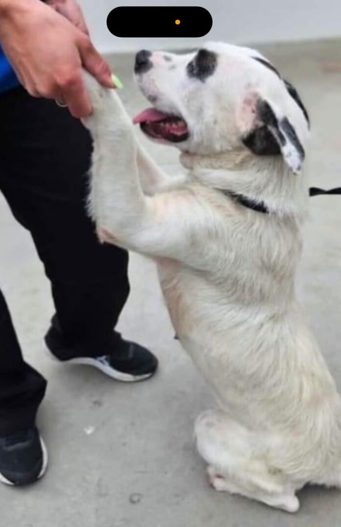 Sweetest dog ever begs to be saved from being put to sleep at shelter