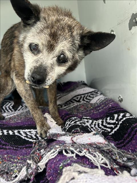 Heart crushing 18 year old senior at shelter and no one came to take her home