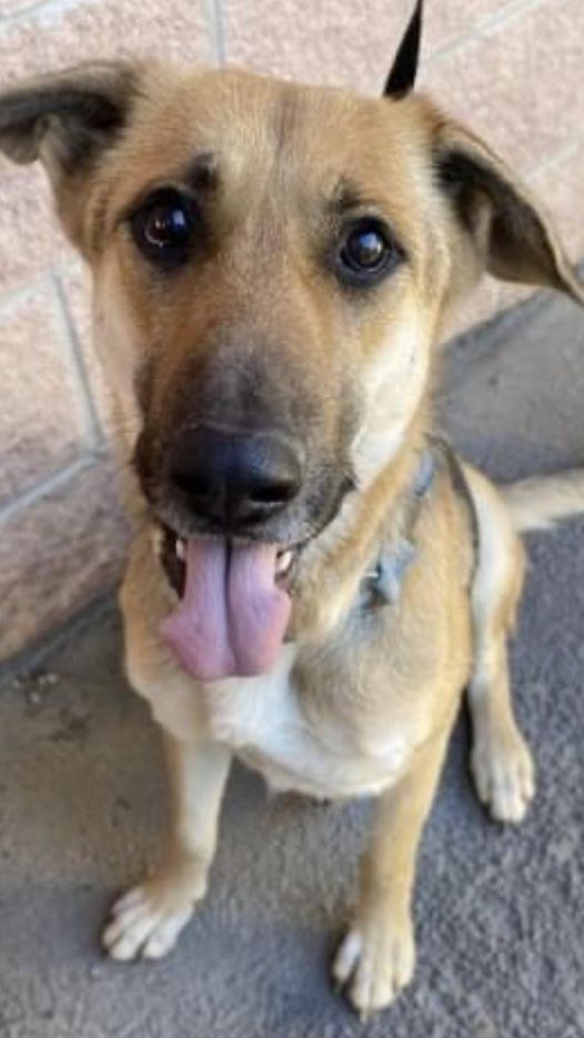 Most unwanted pup in Texas will never see tomorrow unless she finds help