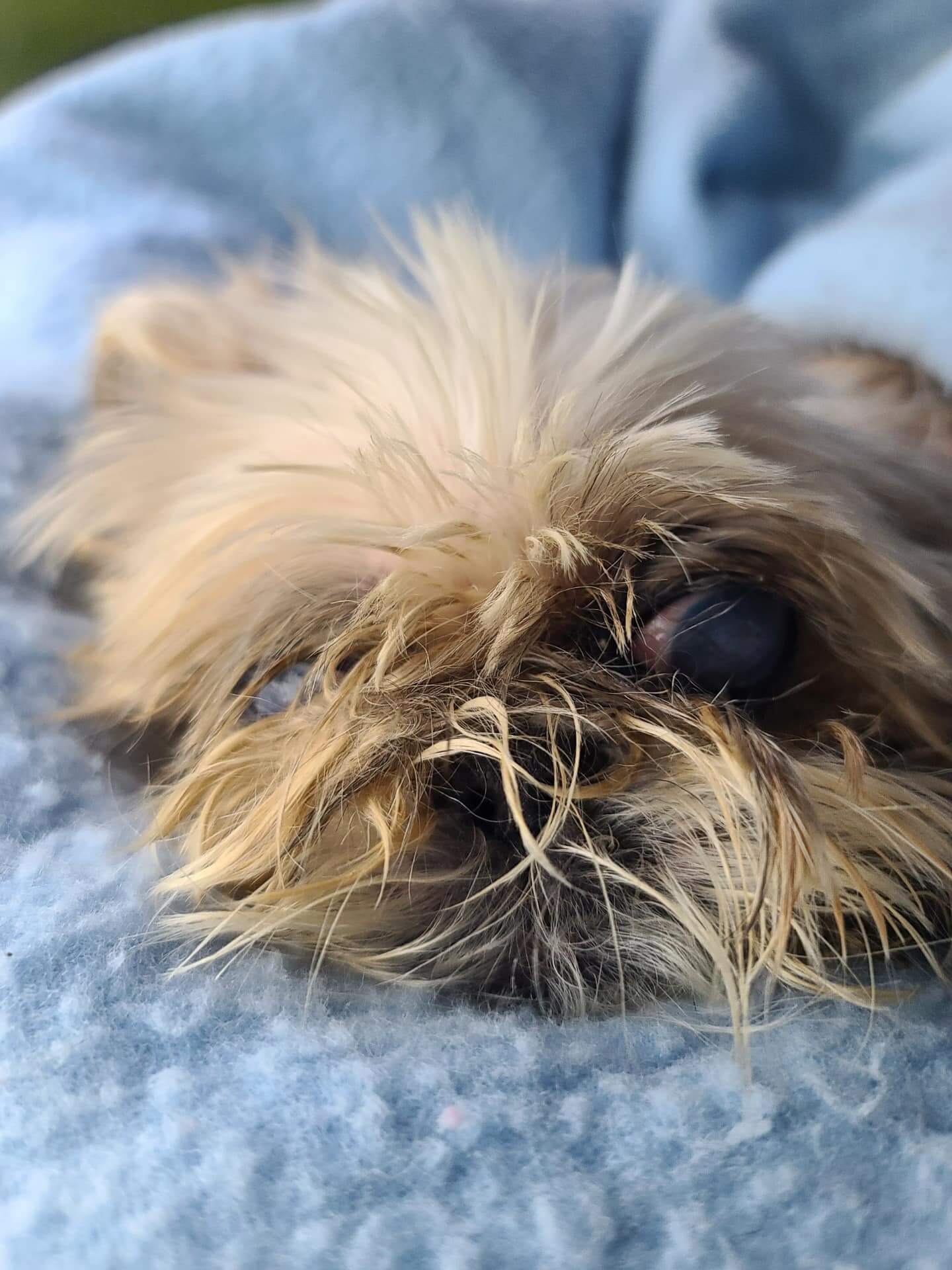 Poor ‘Daisy’ abandoned on Miami streets matted and covered in dirt just rescued from shelter