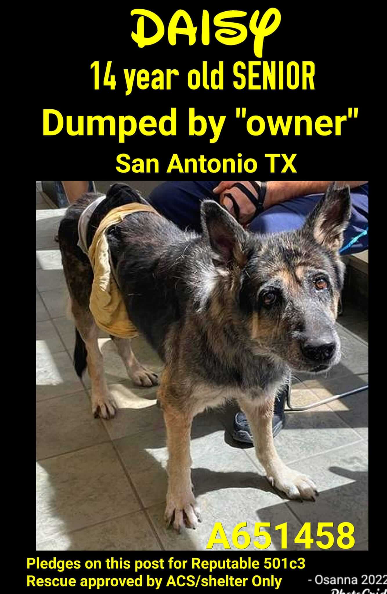 After 14 years of loyalty senior dog surrendered to Texas shelter and on death row