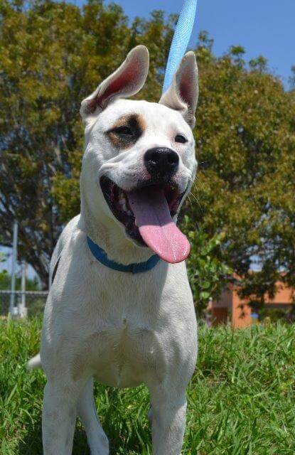 Dog dumped in Redlands after her owner believed she carried COVID19 virus