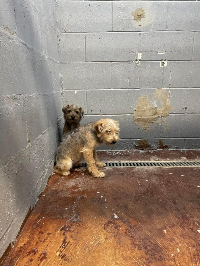 Help: Crisis situation for adorable puppies dumped at Texas shelter