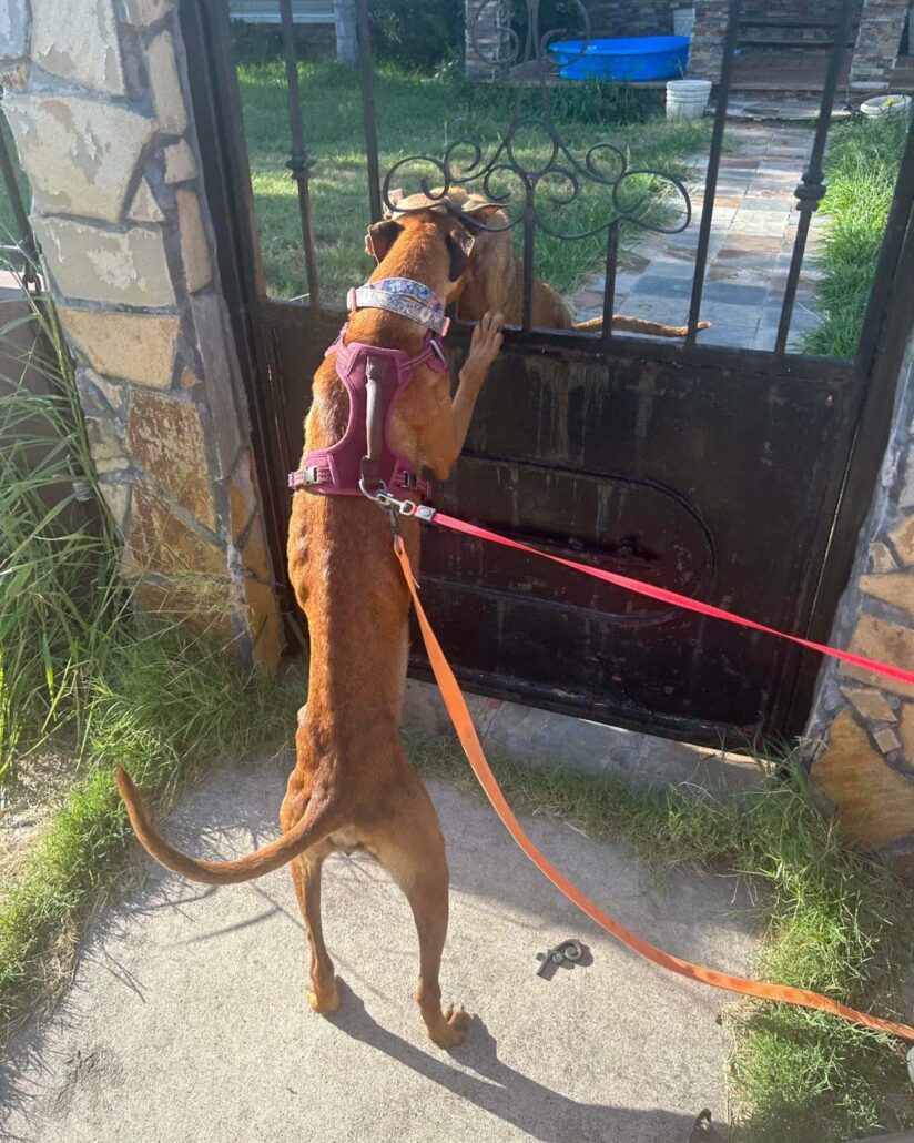 dallas-dog-new-1-824x1030-1