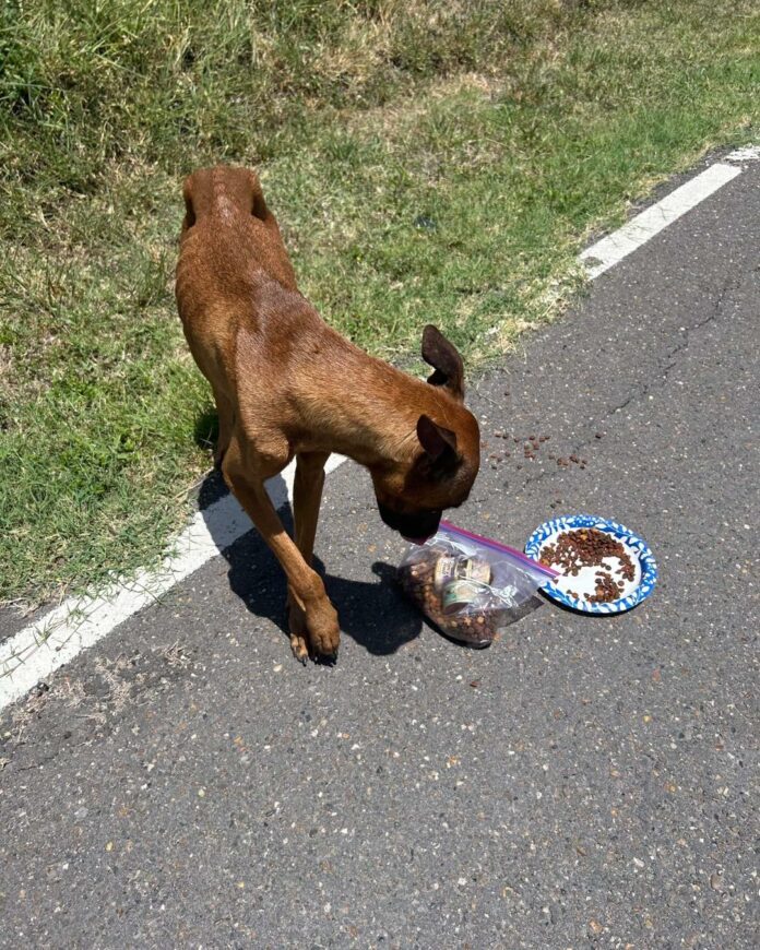 Overwhelmed rescue in South Texas needs help with 2 moms and 19 sun scorched puppies