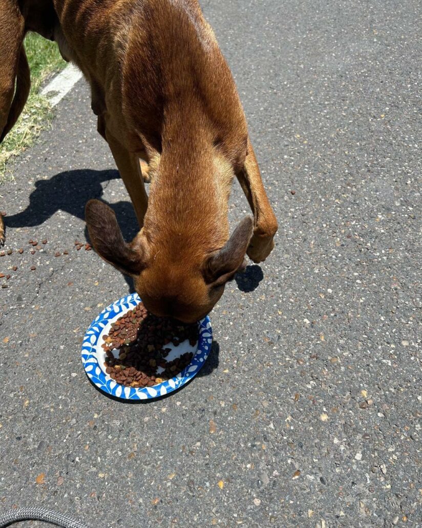 dallas-dog-new-6-824x1030-1