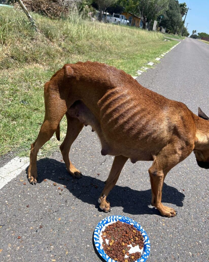 dallas-dog-new-7-824x1030-1