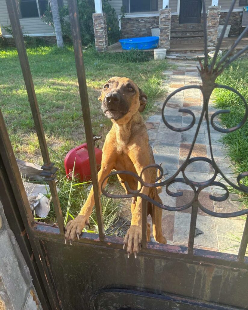 dallas-dog-new-824x1030-1