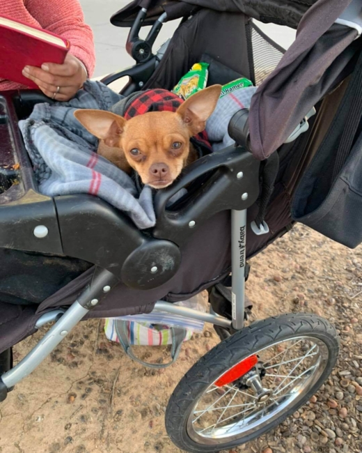 Homeless woman and her tiny chihuahua share their heartbreaking story with Dallas rescue