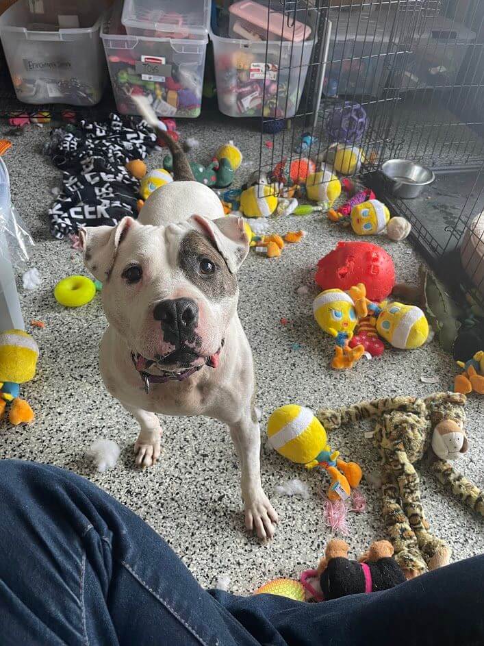 Shelter pup had his own party and played with every toy he could find