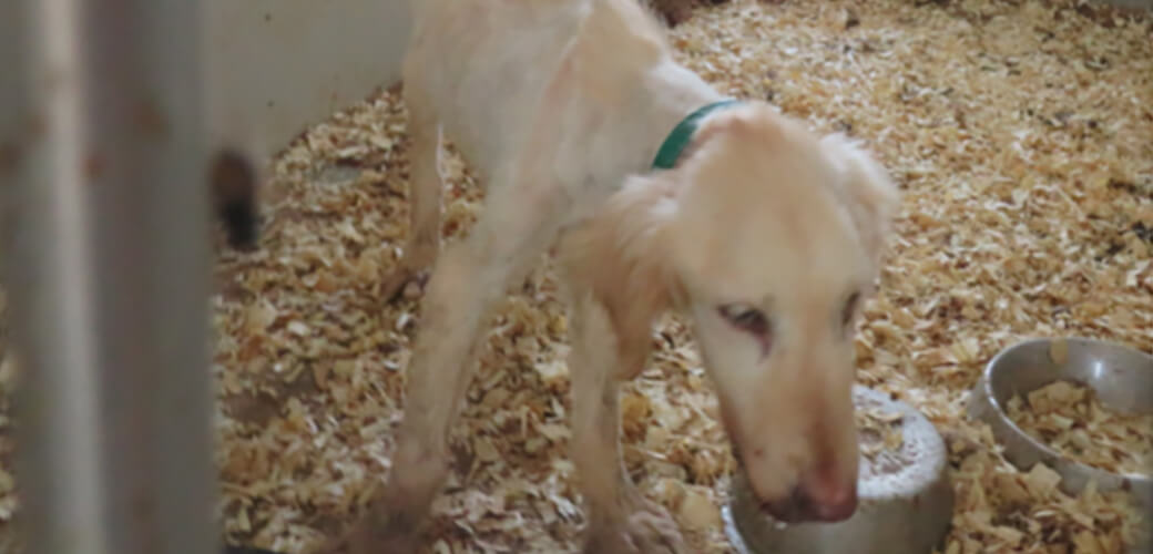 Iowa puppy mill owner makes plea deal and gets 30 days in jail for egregious animal neglect