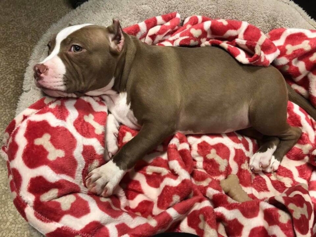 Ohio man arrested for nearly beating 4-month-old puppy to death for urinating on bed