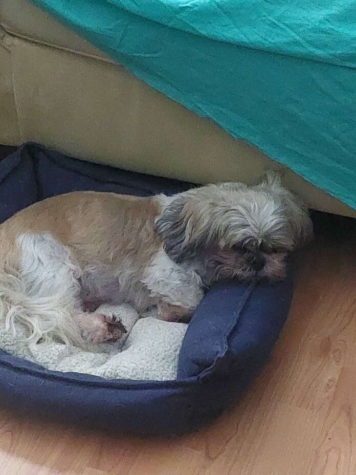 15-year-old Shih Tzu seeks second act after ‘thrown out like trash’