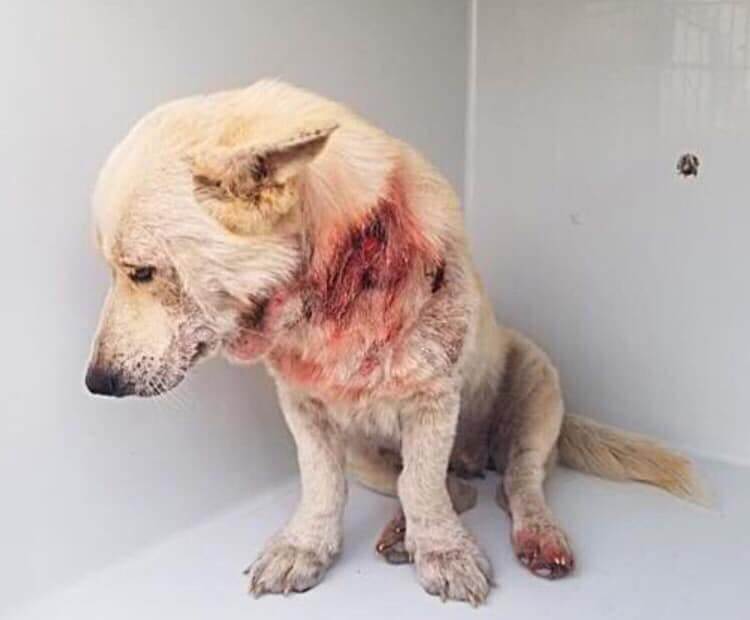 Emergency: Darcy is in trouble and needs rescue help now