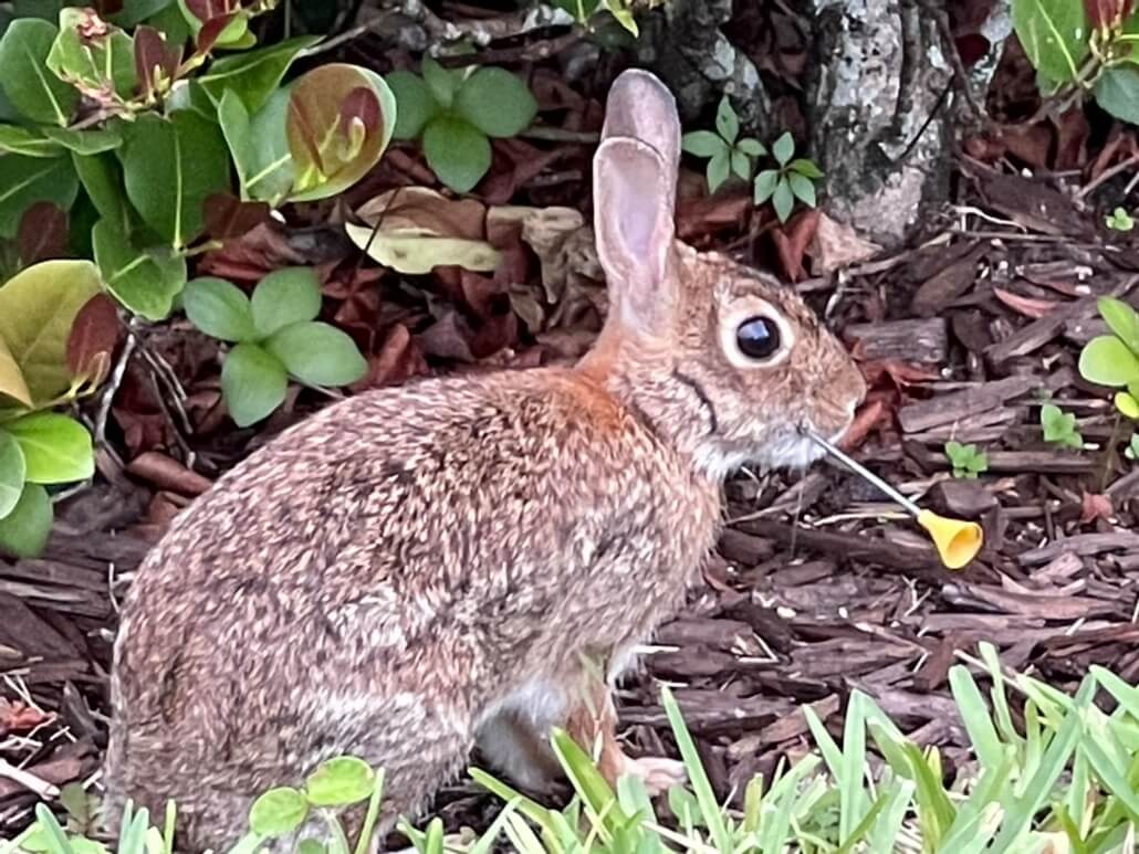 darted-rabbit1-1030x773-1