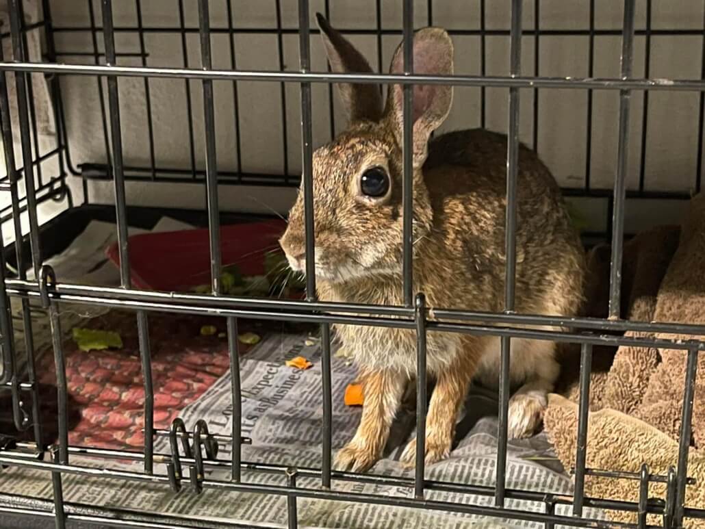 darted-rabbit3-1030x773-1