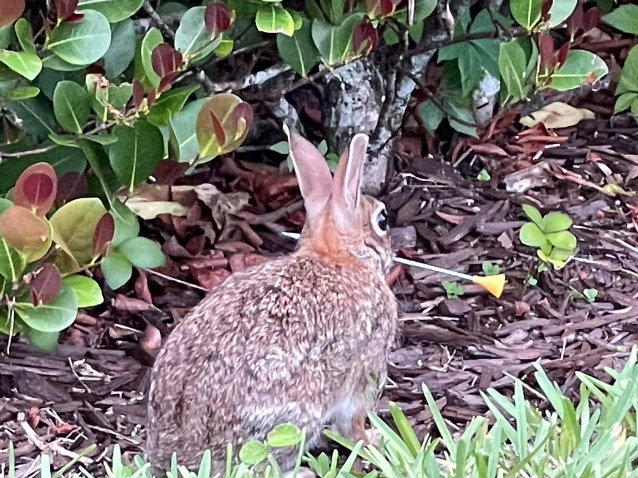 Heartless and cruel culprit shot tiny marsh rabbit with metal dart in the face