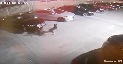 Dogs accused of causing $350k damage at Houston car dealership now up for adoption