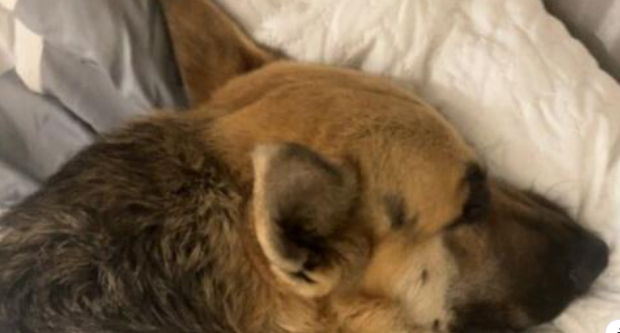 Seriously injured German shepherd left on side of road for two days making miraculous recovery as he leaves hospital
