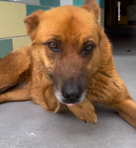 Young, friendly and beautiful yet the California shelter has condemned her to death