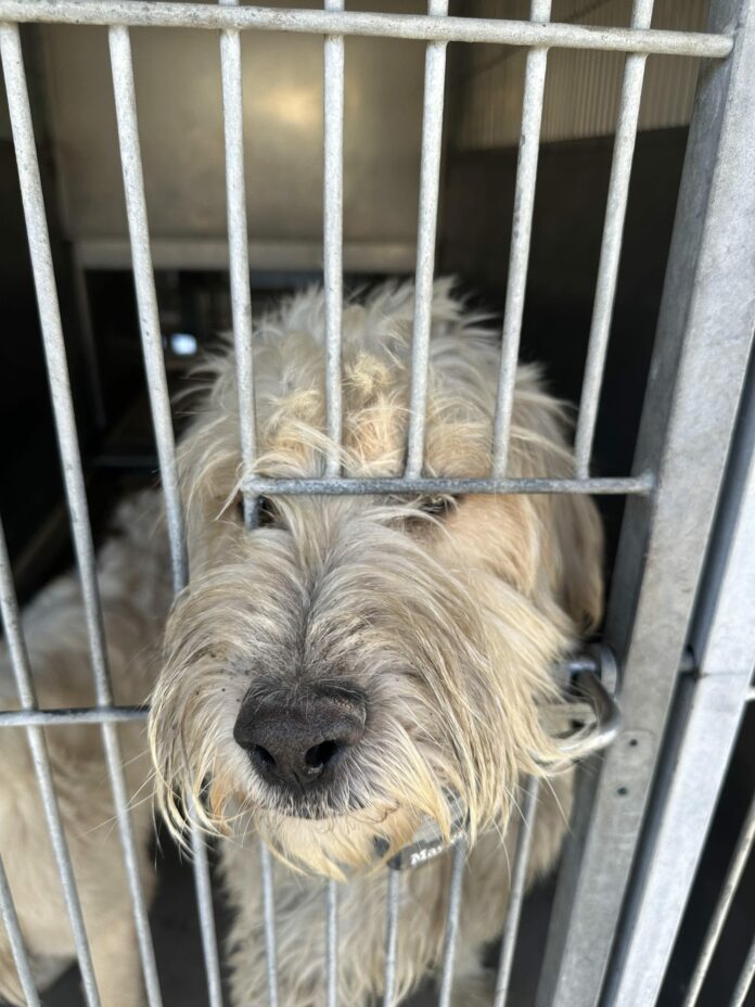 Lost or abandoned? Wheaten terrier at overcrowded California shelter ready to be adopted