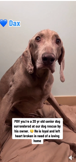 20-year-old dog dumped at shelter finds forever home and our hearts are smiling