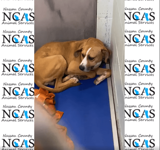 Daybreak needs a break: Pup is shy and scared and could use help finding a family to love