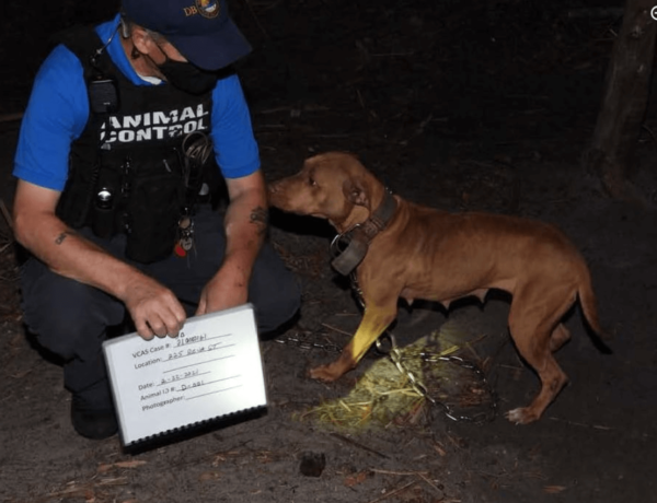 More than 40 dogs rescued from dogfighting ring in Daytona Beach