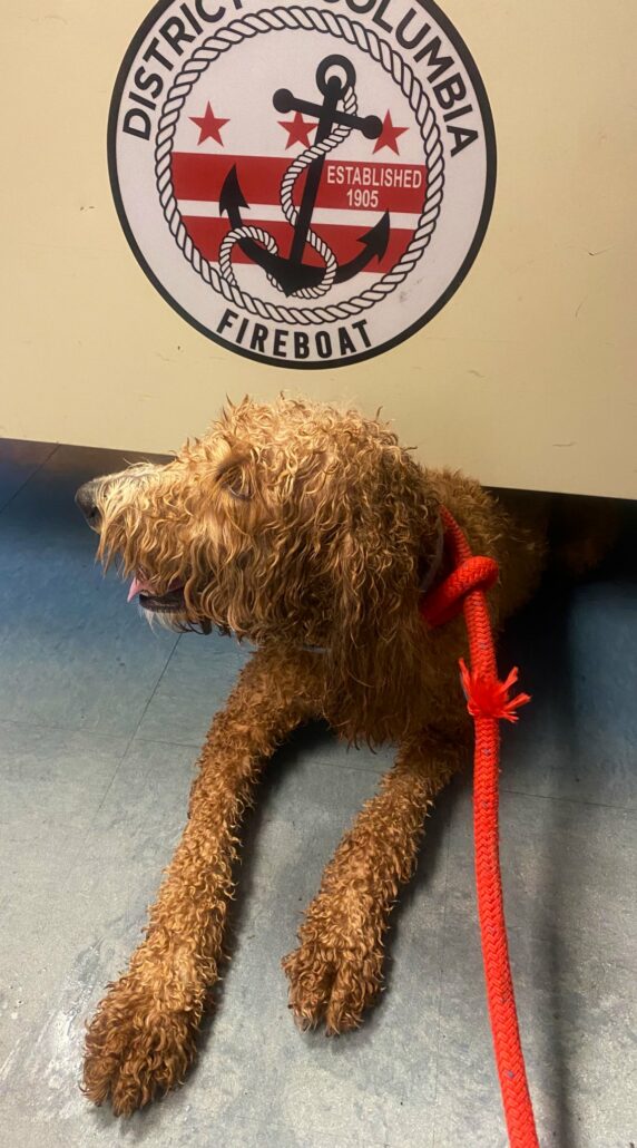 dc-fire-save-dog-1-572x1030-1