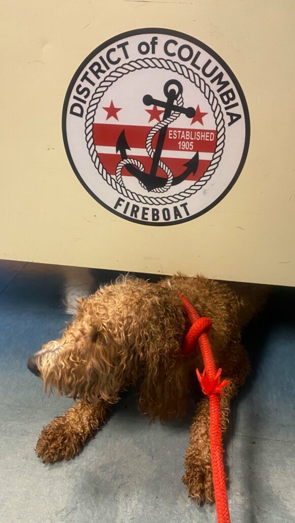 dc-fire-save-dog-2-581x1030-1
