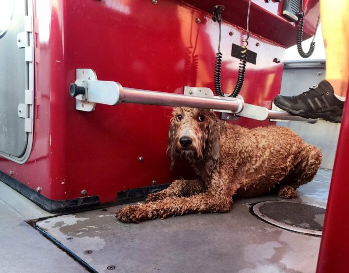 DC fire save dog