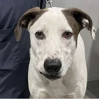 deaf-dog-adopted1