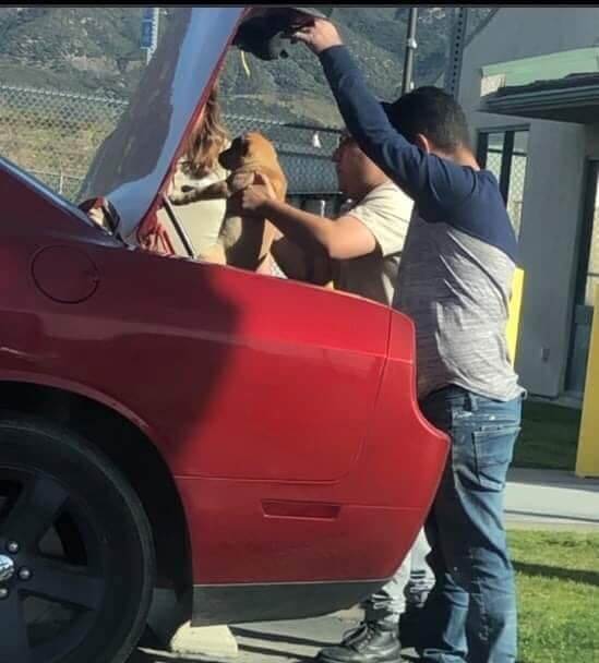 Nine puppies arrived in trunk of car to be dumped at shelter