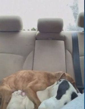 Two teens arrested in Oklahoma City in connection to disturbing animal abuse video