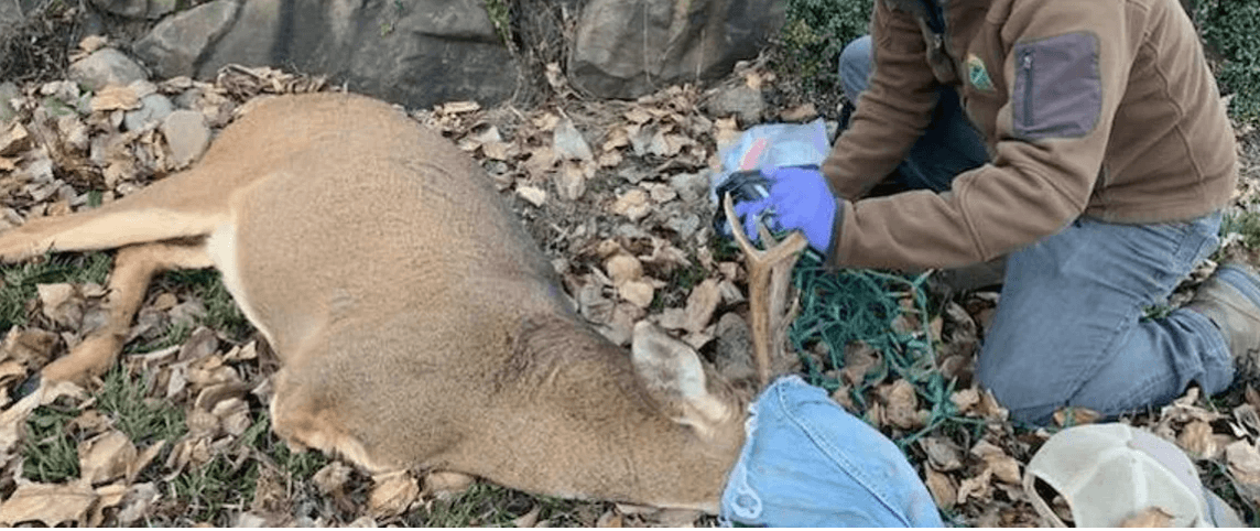 Three legged deer tangled up in Christmas lights rescued