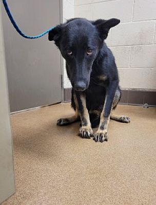 Defeated little pup wondering what he did wrong slated to be euth’ed