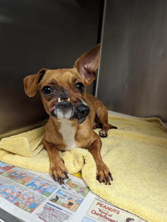 UPDATE: Stray pup with severe facial deformity rescued