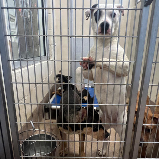 Emergency help needed: More than 200 dogs at DeKalb County Animal Shelter could be euth’ed due to no more room