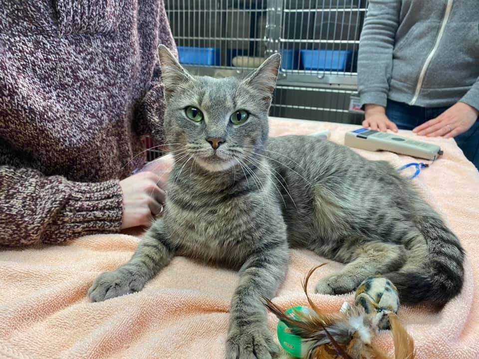 delivery-truck-cat-1