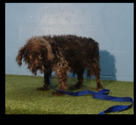 Senior in horrible condition yet nearly blind dog came into shelter as a stray