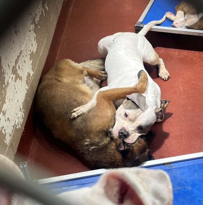 Resilient shelter dogs wait patiently for someone to love them while finding solace in each other