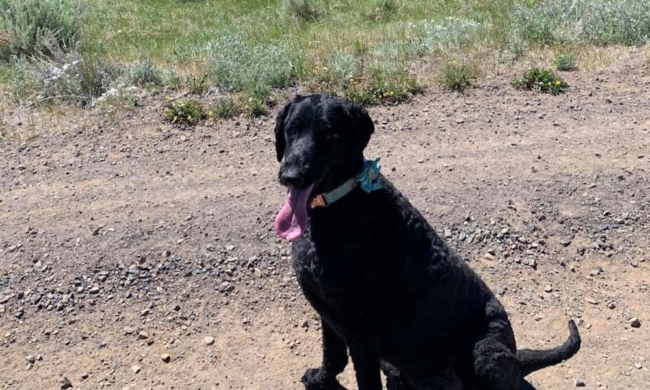 Delta the dog 1